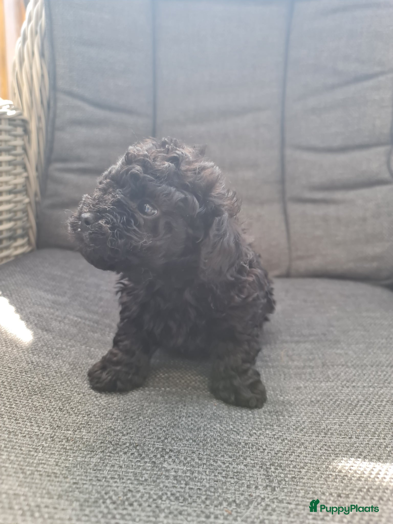 Poedel Toy honden Toypoedelpup  - Advertentie 13