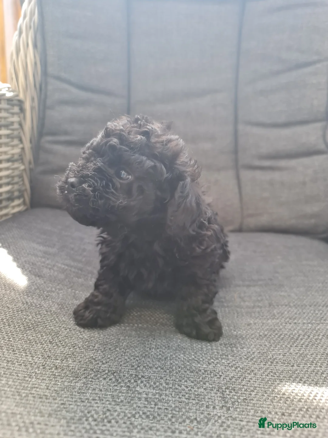 Poedel Toy honden te koop: Toypoedelpup  - Advertentie 1