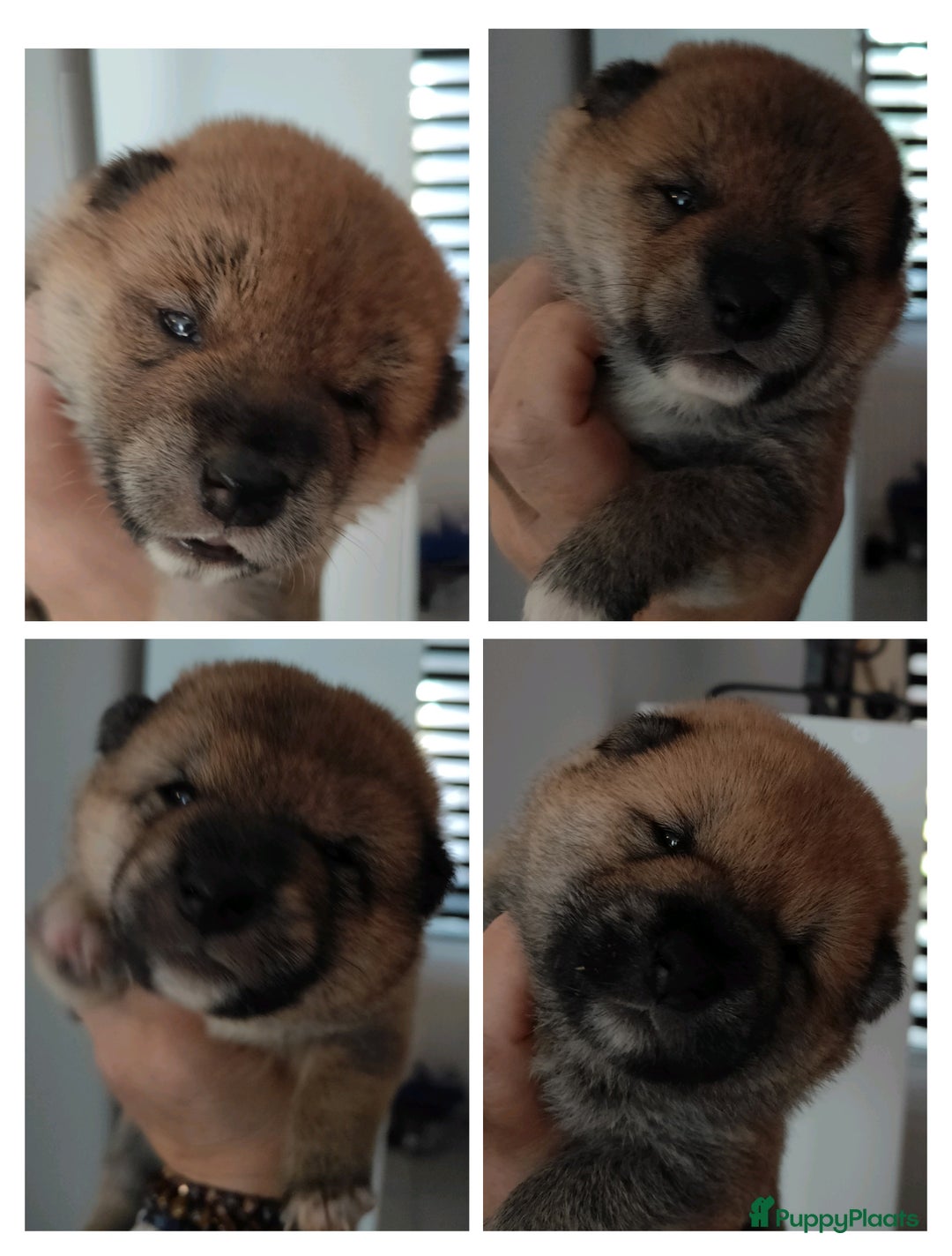 Shiba honden te koop: Shiba Inu pups met FCI stamboom - Advertentie 11