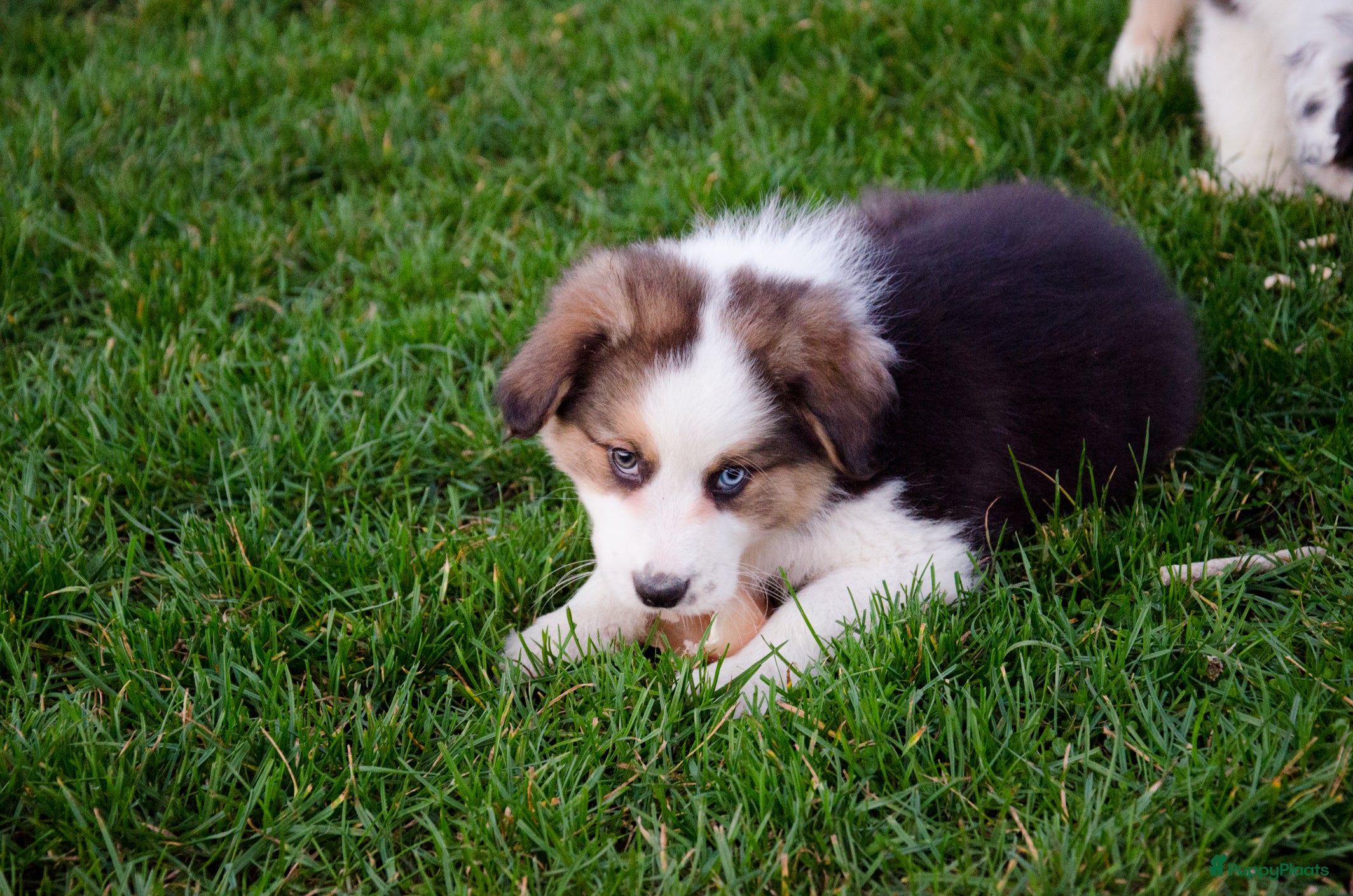 Border Collie honden Border collie puppies geboren op boerderij (BE) - Advertentie 2