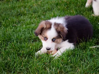 Border Collie honden Border collie puppies geboren op boerderij (BE) - Advertentie 2