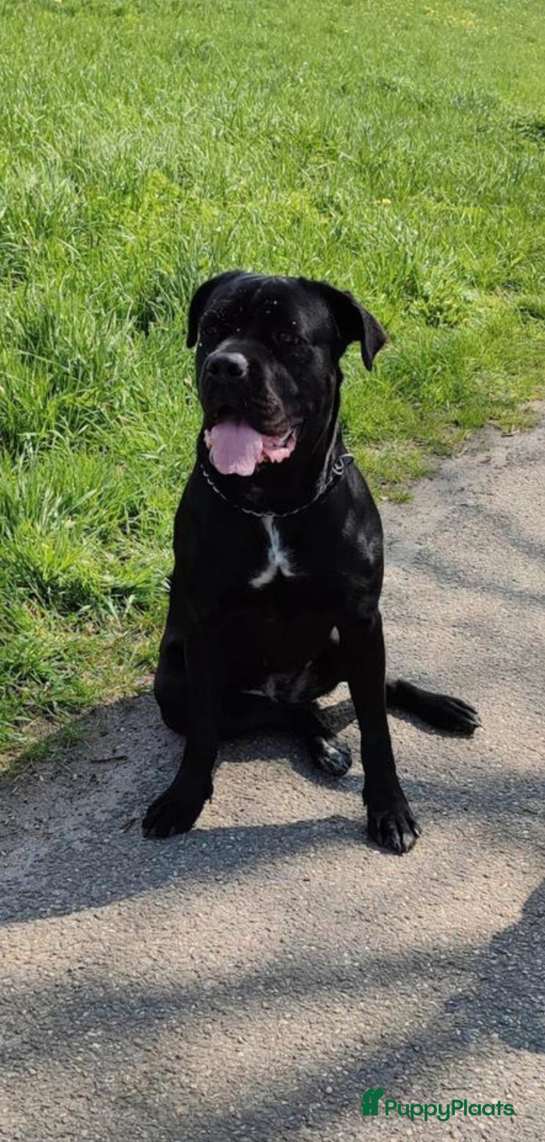 Cane Corso honden te koop: Cane corso pups in Welsum - Afbeelding 6