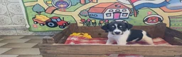 Boerenfox honden te koop: Boerenfox pups raszuiver - Advertentie 4