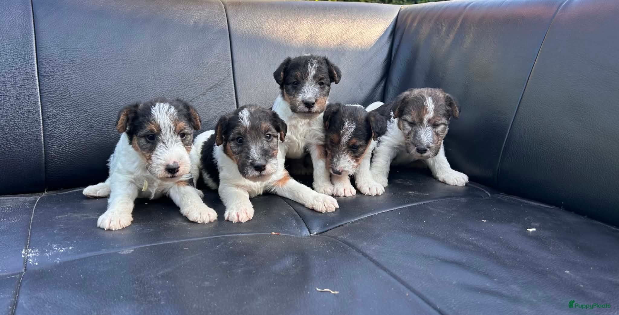 Fox Terriër Draadhaar honden ruwhaar fox terrierpups - Advertentie 9