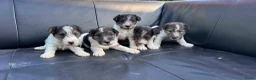 Fox Terriër Draadhaar honden te koop: ruwhaar fox terrierpups - Advertentie 1