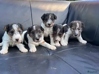 Fox Terriër Draadhaar honden ruwhaar fox terrierpups - Advertentie 3