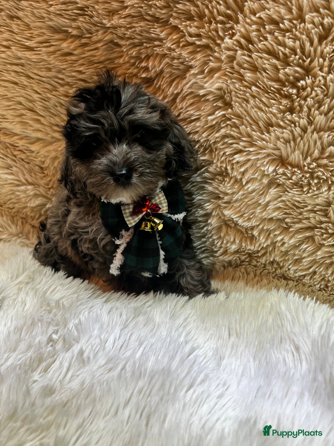 Poedel Toy honden te koop: Toy Poedel teefje - Advertentie 4