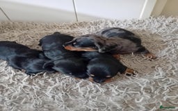 Teckel (korthaar)  honden te koop: teckel puppy 2reutjes 2 teefjes  - Afbeelding 4