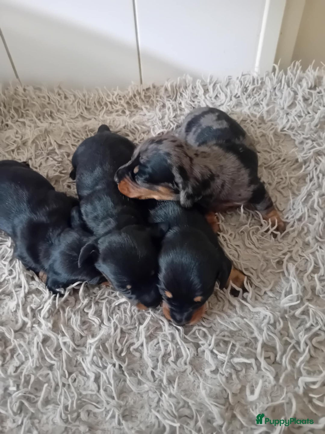 Teckel (korthaar)  honden te koop: teckel puppy 2reutjes 2 teefjes  - Afbeelding 4