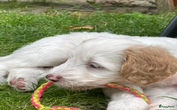 Australian Labradoodle honden te koop: Australian Labradoodle pups in Strijen - Afbeelding 4