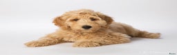 Kruising honden ter dekking: Labradoodle dekreu met gouden ❤️ in Amstelveen - Advertentie 4