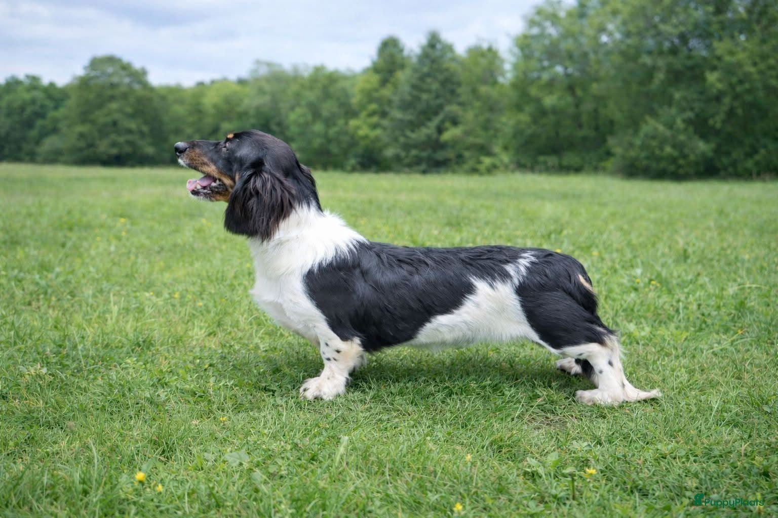 Kruising honden Nest Ruwhaar Piebald Dwergteckels - Advertentie 2