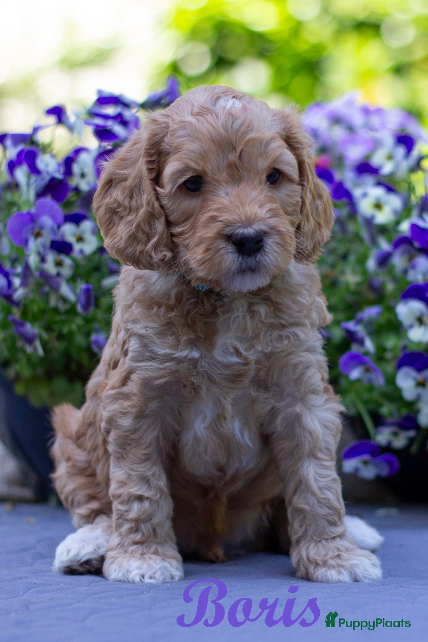Australian Labradoodle honden Medium Australian Labradoodle puppy's - Advertentie 1