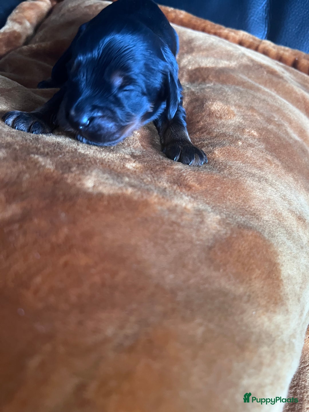 Cockapoo honden te koop: Cockapoo pups geboren  - Advertentie 9