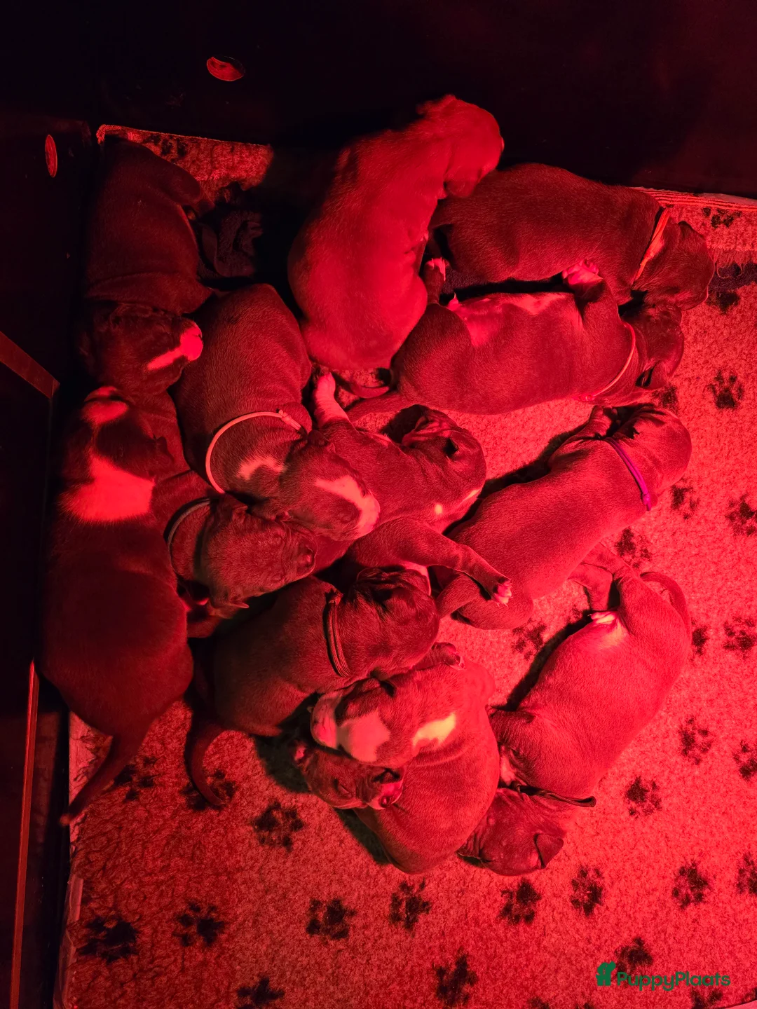 Amerikaanse Bully honden te koop: American Bully XL pups ABKC stamboom - Advertentie 12