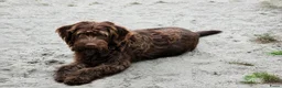 Labradoodle honden te koop: Hele mooie medium doodle half Australian bloed🩵🤩 - Advertentie 18