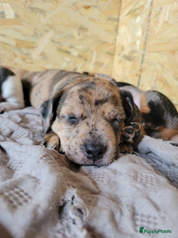 Jack Russel Terriër honden - Advertentie 5