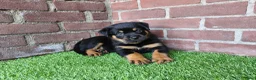 Rottweiler honden te koop: 8 Rottweiler pups. - Advertentie 15