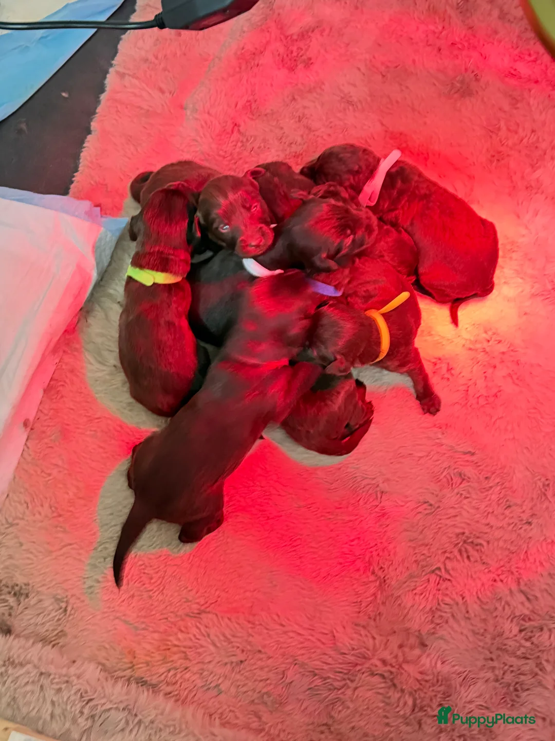 Labradoodle honden te koop: Hele mooie chocolade labradoodle puppy’s  - Advertentie 19