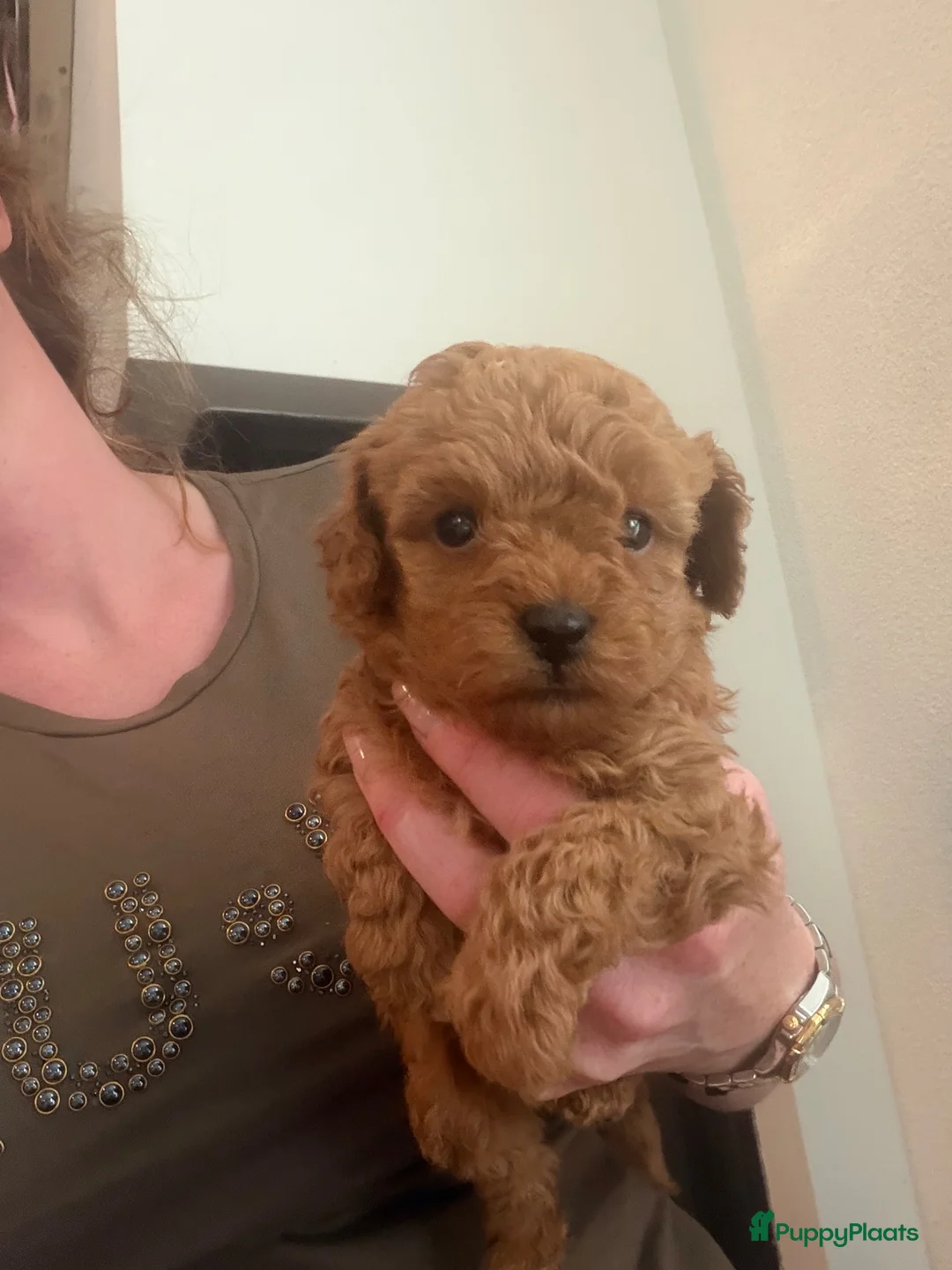 Poedel Toy honden te koop: Toy Poedel Pups  - Advertentie 2