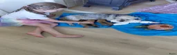 Overig honden te koop: Schattige Puppy's te koop - Advertentie 17