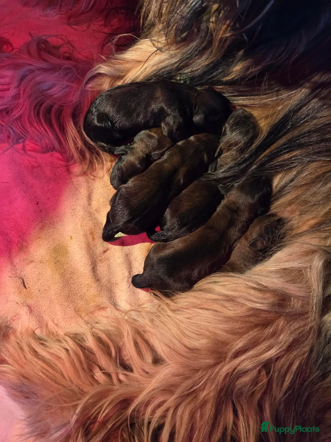 Briard honden te koop: De pups van Briard zoeken een lief en goed gezin. in Eijsden - Advertentie 2