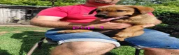 Kruising honden te koop: Rottweiler x moskovitische waakhond - Advertentie 3