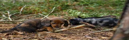 Teckel (langhaar) honden te koop: Teckel pups langhaar kleine dwerg - Advertentie 17