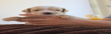 Australian Labradoodle 3