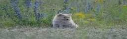 Pomeriaan honden te koop: Knappe lieve pomeriaan pups te koop - Advertentie 5