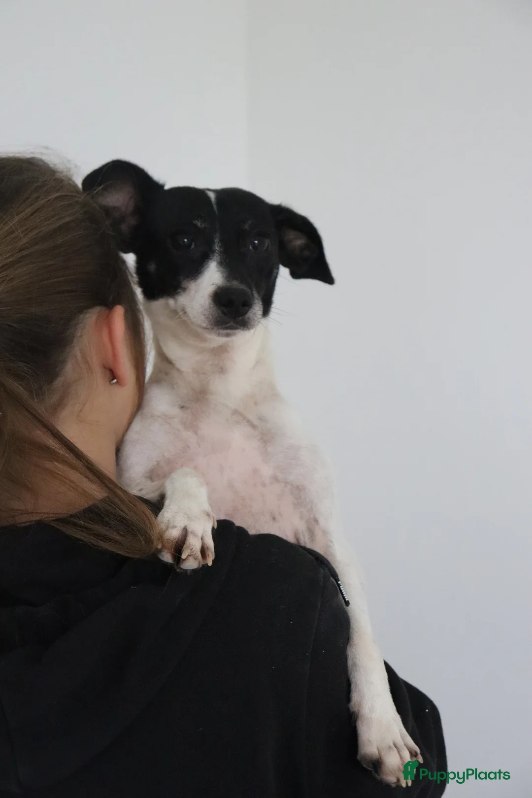 Jack Russel Terriër honden te koop: Zeer lieve en mooie jack russels te koop - Advertentie 2