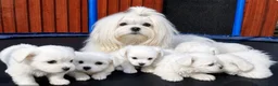 Maltezer honden te koop: Maltezer pups - Advertentie 1