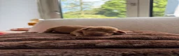 Australian Labradoodle honden te koop: Prachtig nestje Australian Labradoodles  - Advertentie 7