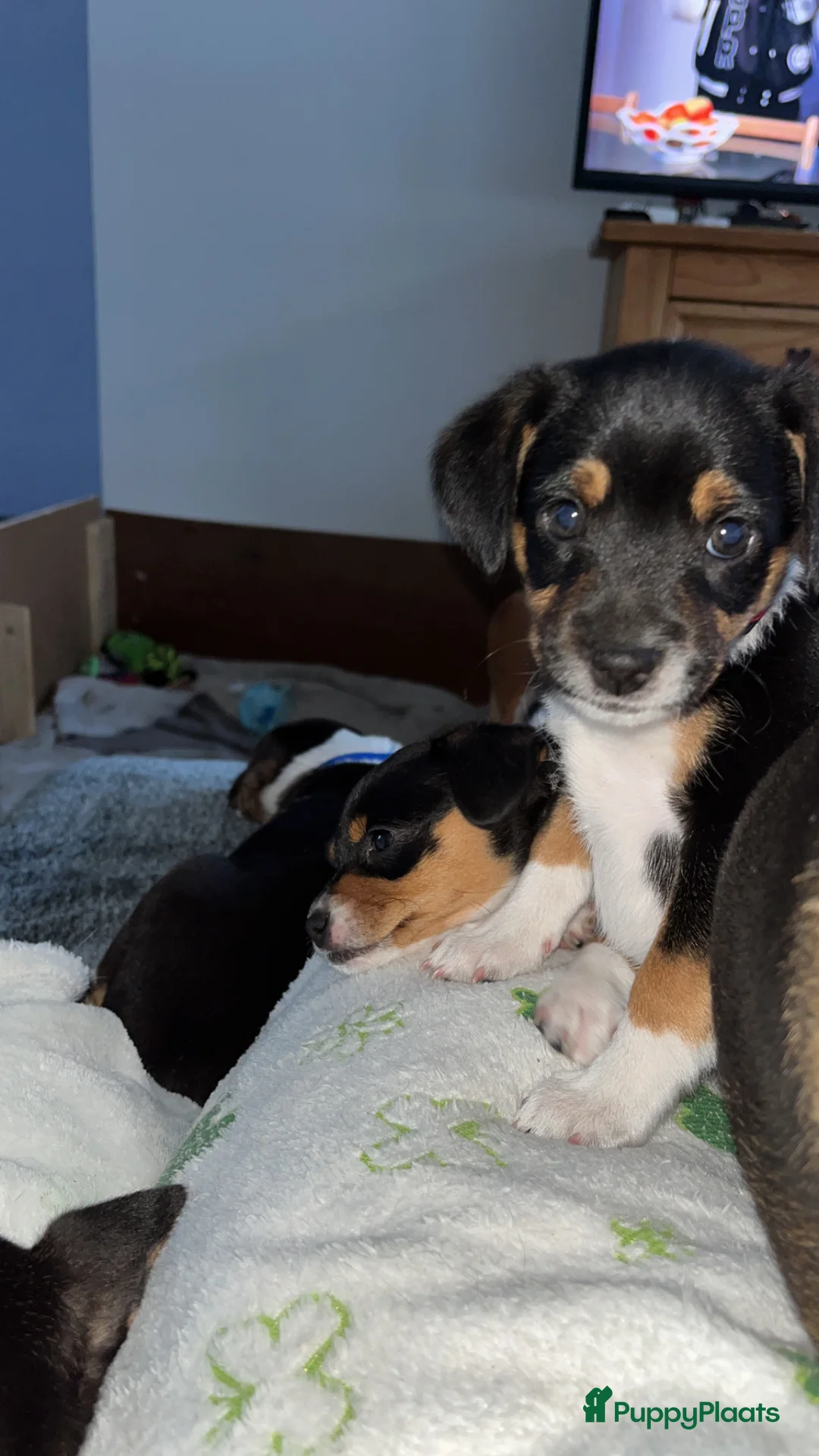 Fox Terriër Gladhaar honden te koop: Nestje boerenfox pups - Advertentie 2