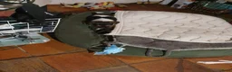 Jack Russel Terriër honden te koop: Gezonde raszuiver gefokt Jack Russel pups laagbeen - Advertentie 4