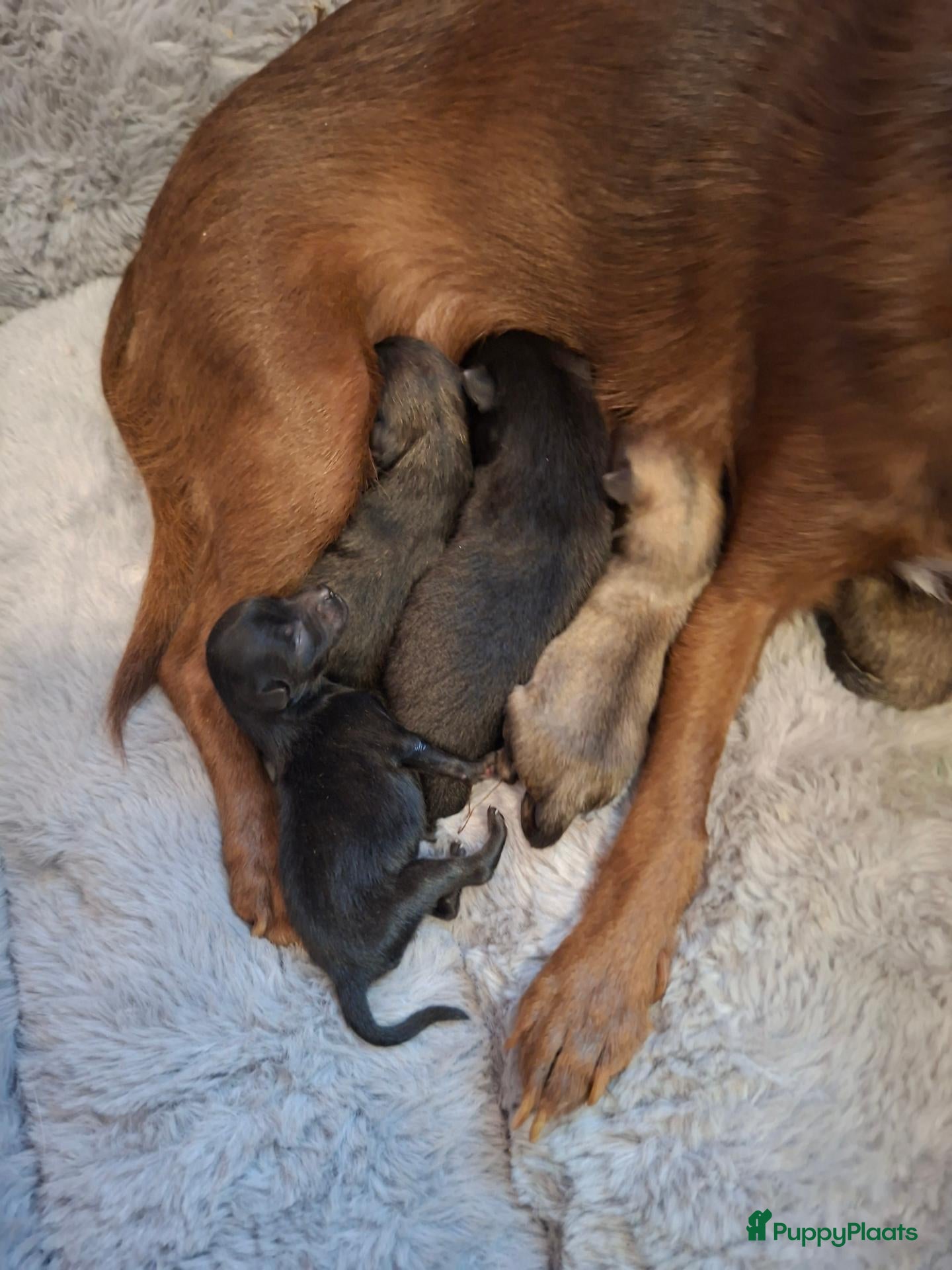 Pomchi honden te koop: Pomchi pups - Advertentie 8
