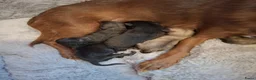 Pomchi honden te koop: Pomchi pups - Advertentie 1