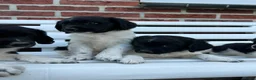 Kruising honden te koop: Friese Stabij pups - Advertentie 3