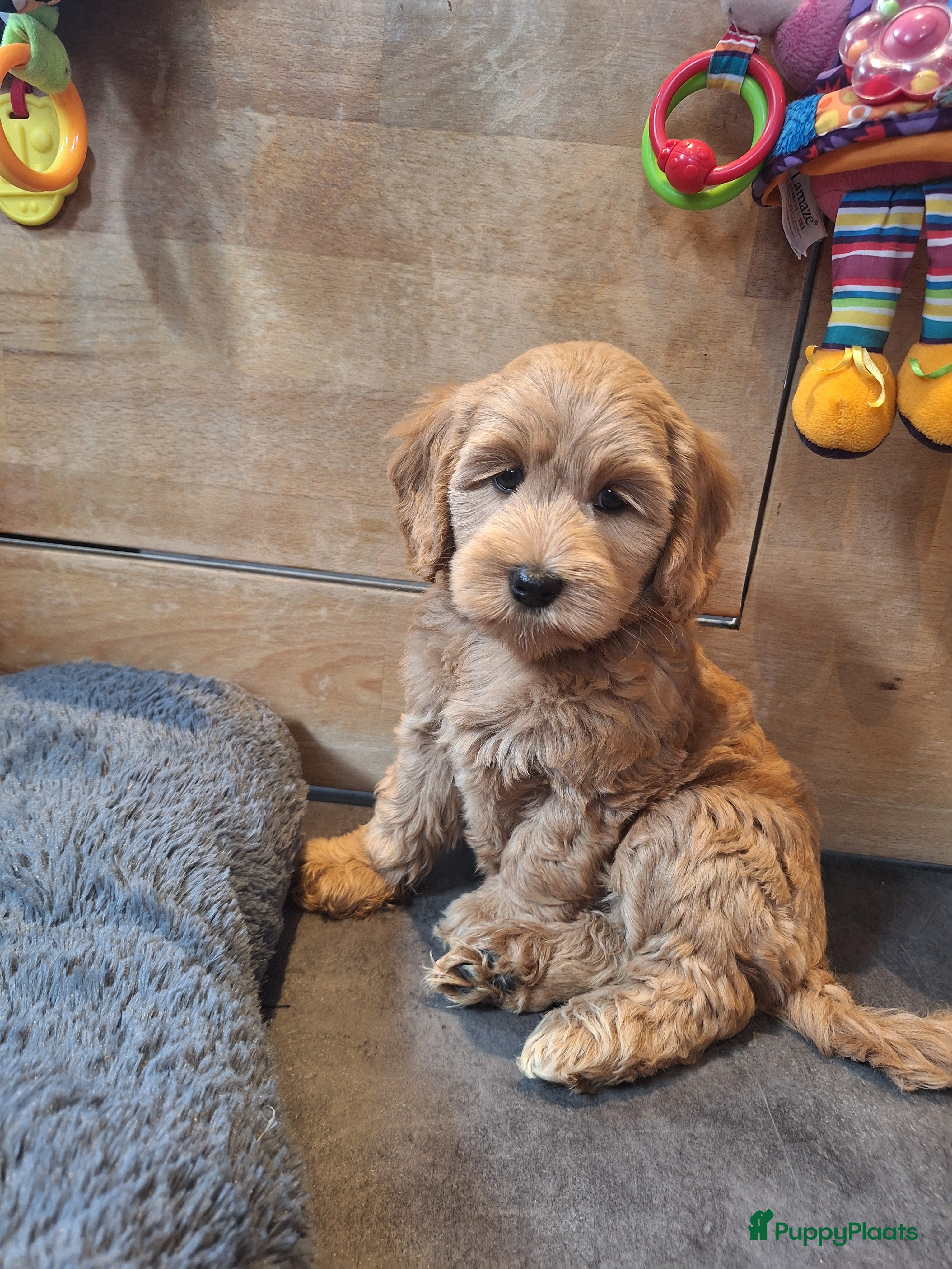 Kruising honden Australian labradoodle pups - Advertentie 2