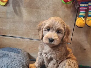 Kruising honden Australian labradoodle pups - Advertentie 2