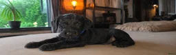 Kruising honden te koop: ❤️💙 Prachtige Doxiepoo's zoeken 4-ever home ❤️💙 - Advertentie 3