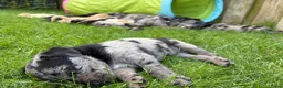 Kruising honden te koop: Aussiedor pups (Australian Shepherd x Labrador) - Advertentie 3