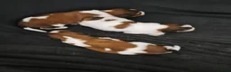 Kooikerhondje honden te koop: Schitterende.. kooikerpups ..kooikerhondje  - Advertentie 7