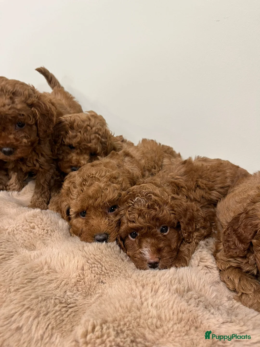 Kruising honden te koop: dwerg/toypoedel - Advertentie 1