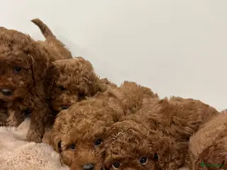 Kruising honden te koop: toypoedel - Advertentie 2