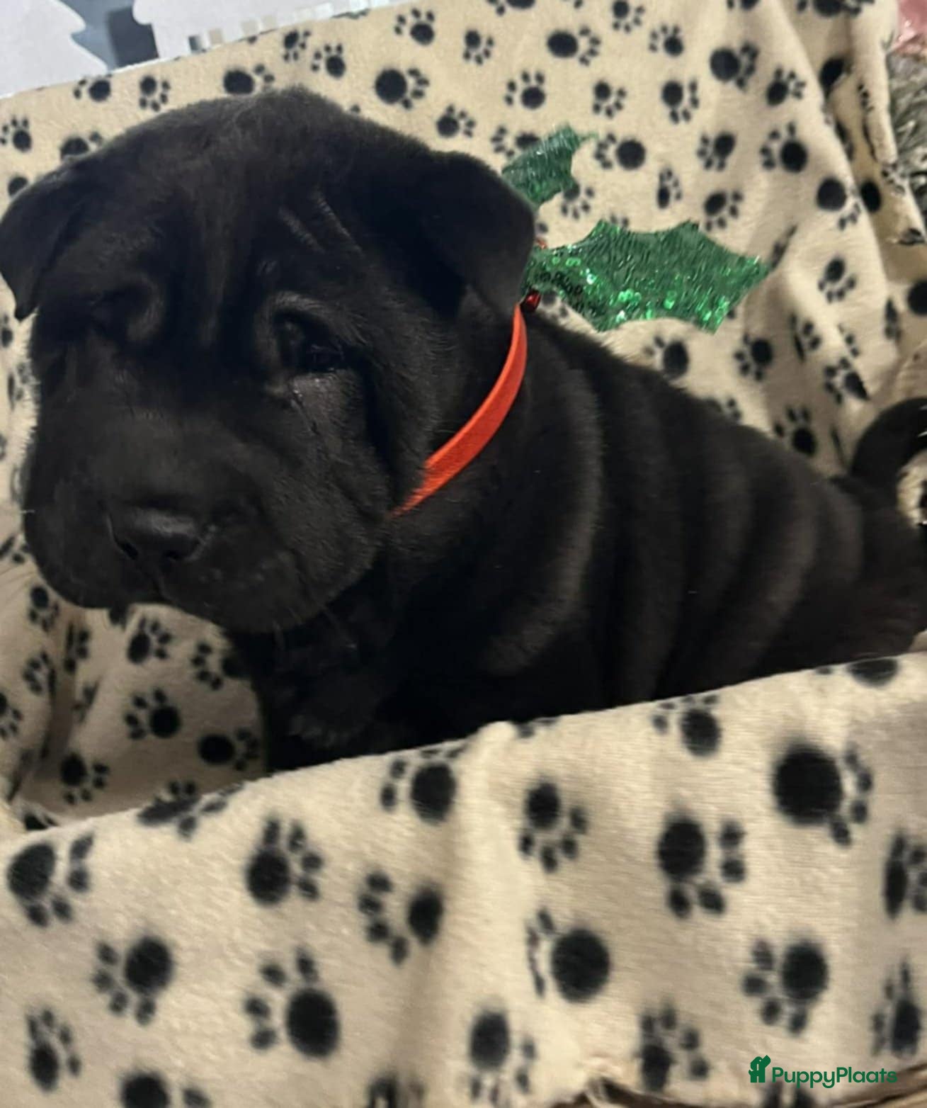 Shar Pei honden Sharpei - Advertentie 2