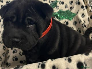Shar Pei honden Sharpei - Advertentie 2