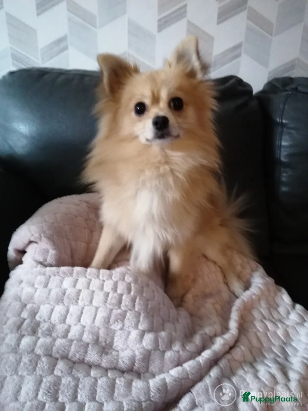 Kruising honden ter dekking: Pomchi dekreu (niet te koop) in Hoogeveen - Advertentie 2