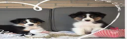 Australian Shepherd honden te koop: Prachtige australian shepherd pups mogen verhuizen in Gouderak - Advertentie 8