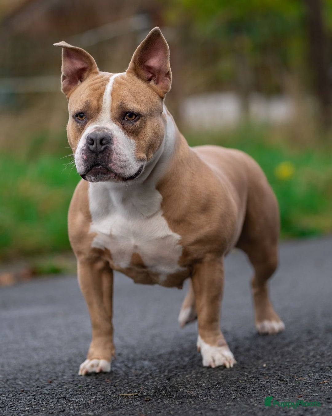 Amerikaanse Bully honden te koop: Pocket bullys  - Advertentie 3